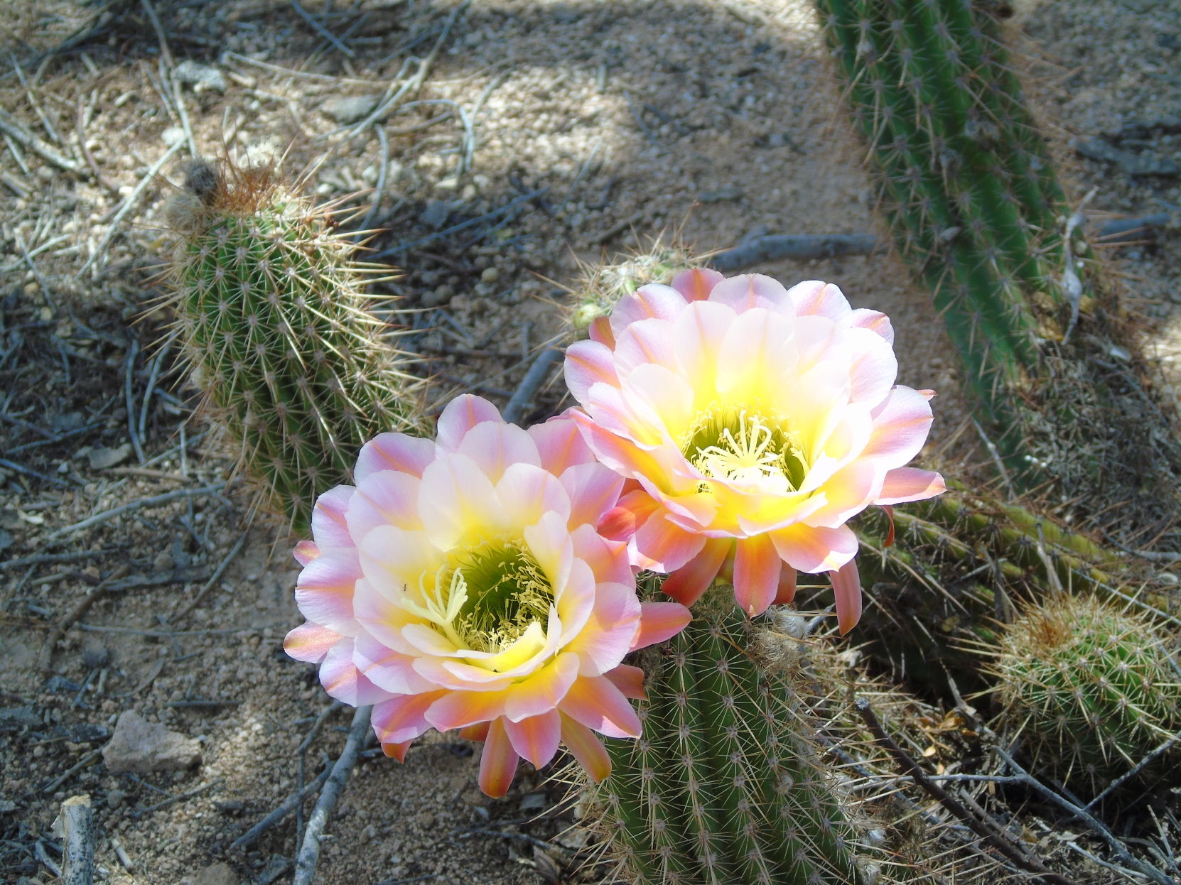 Cactus blooming in our front yard
